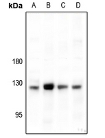 WB - Anti-CD49c Antibody AP59593